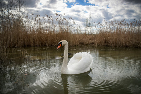 view of a swan in the wild in the middle of a pond in Franceの写真素材
