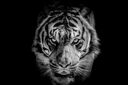 view on a Black and white portrait of a beautiful tiger on black backgroundの写真素材