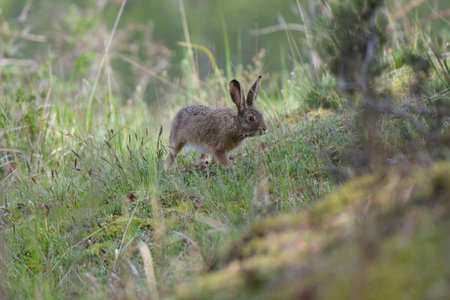 View of a hare in the forest of Fontainebleau in Franceの写真素材