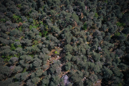 aerial view on the forest of Fontainebleau in Seine et Marneの写真素材