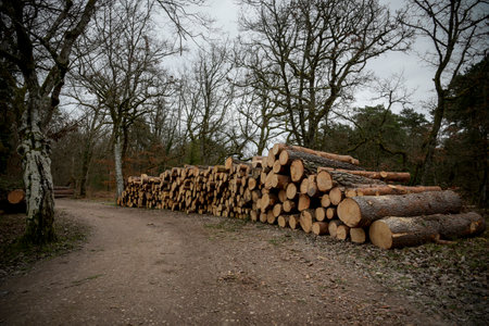 view of the cutting of trees in the forest of Fontainebleau in Franceの写真素材