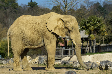 safari photography on an elephant of africa in a parkの写真素材