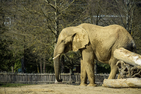 safari photography on an elephant of africa in a parkの写真素材