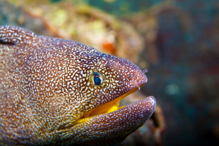 a large yellow mouth with a large tooth