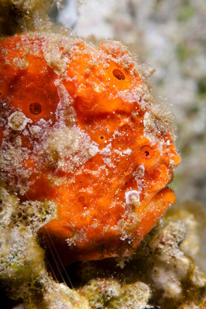 A frogfish waiting for preyの写真素材