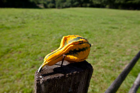 Harvest time pumpkin as pasture fence post jewelry IIIの写真素材