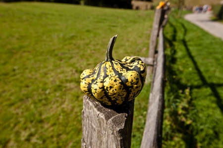 Harvest time pumpkin as pasture fence post jewelry IIの写真素材