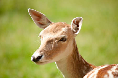 a deer in the clearingの写真素材