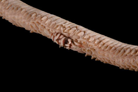 well adapted is the small crab of the wire Coralの写真素材