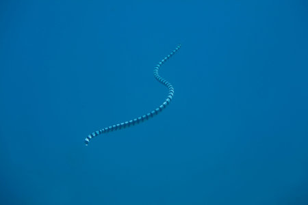 Yellow-lipped sea krait on the way to the water surface