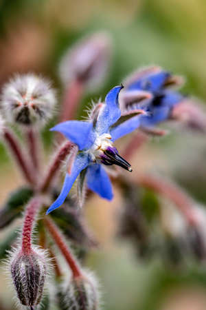 The flower of borage tastes as good as it looksの写真素材
