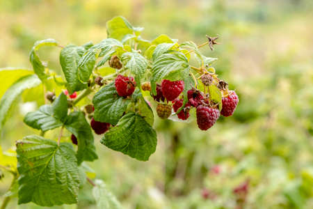 Sweet Dreamsの写真素材