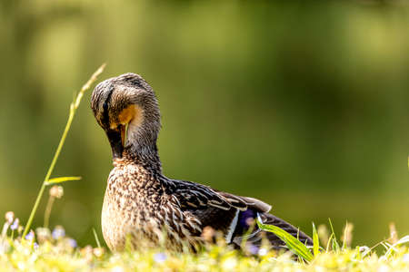 The mallard lady in the preening on the lakeの写真素材