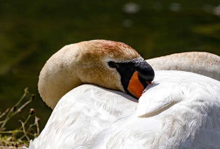 The swan is lying on the bank and would like to sleep a little.の写真素材