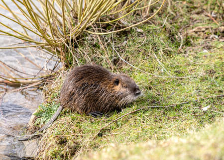 a nutria foraging on the lakeshoreの写真素材
