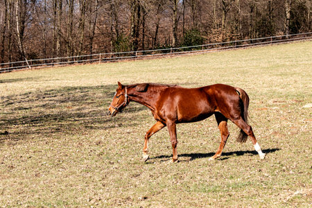 Despite the cold, the young mare is enjoying the time ON THE PASTURE