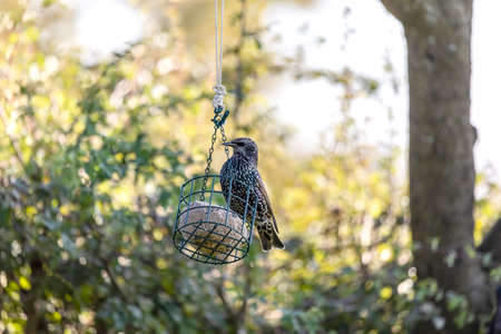 It's just for him the star thinks well. But despite being hungry, he is always attentive. A watchful birdの写真素材