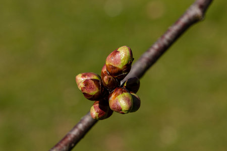 Sweet cherry buds still remain tightly closed
