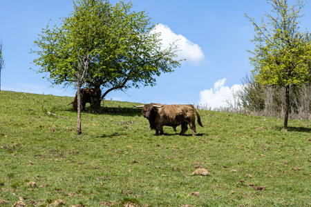 A mighty bull, the chief of the Scottish highland cattle on this pastureの写真素材