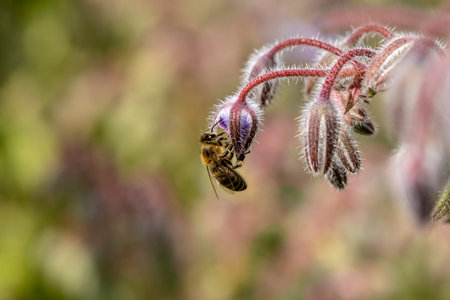 The knsope of the borage has not yet opened. The bee gets the nectar anyway