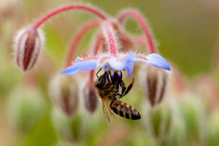 Borage flowers are very popular with beesの写真素材