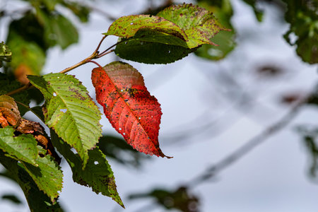 Midsummer has just begun, the cherry shows the first autumn leaves.