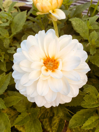 Late summer is the time for the dahlia to bloomの写真素材