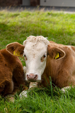 The young calves lie lazily in the meadowの写真素材