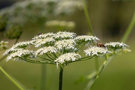 Insect meeting yarrow flower on the meadow