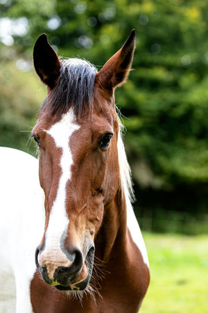 Portrait of a young mareの写真素材