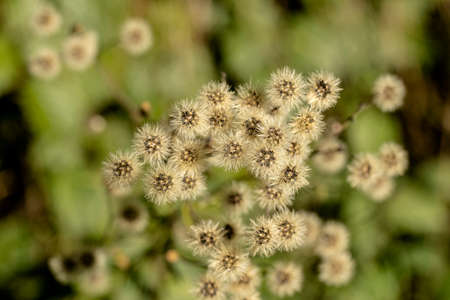 Small thistle blossoms in the evening light at the edge of the forestの写真素材