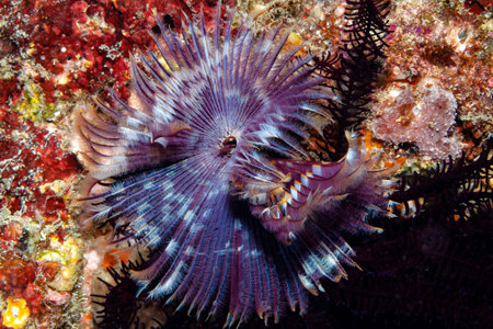 Featherworm filters food out of the water with its tentacle crown