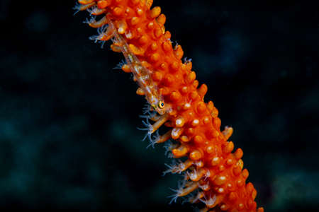 Goby on a whip coral that is about to bloom.の写真素材