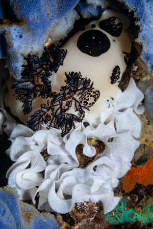 Close-up of a large nudibranch laying eggs. The favorite place of the Jorunna Funebris are the blue sea spongesの写真素材