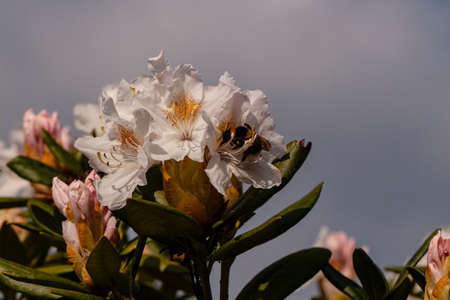 Bad weather does not prevent this bee from collecting its nectarの写真素材