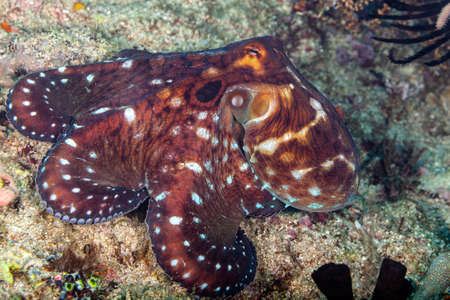The big octopus changes its skin color and shape in a flash,の写真素材