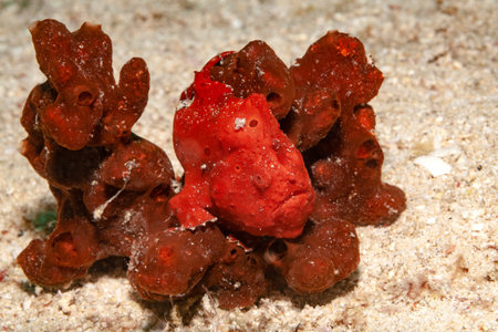 Red frogfish on a sponge, clearly recognizable is its antenna with which it attracts its prey