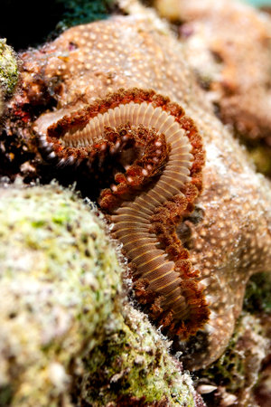 Encounters with the Fireworm can get pretty damn painful