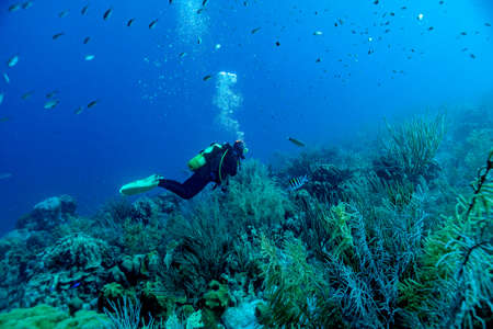 Elke floats over the Caribbean reefの写真素材