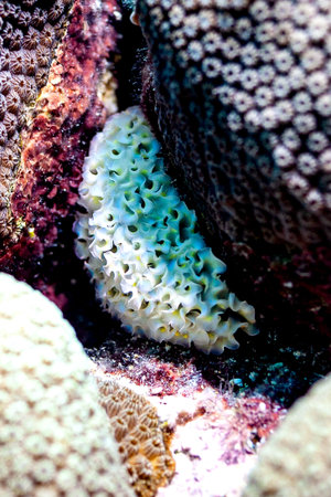 Elysia crispata, German this sea snail is also called salad snailの写真素材