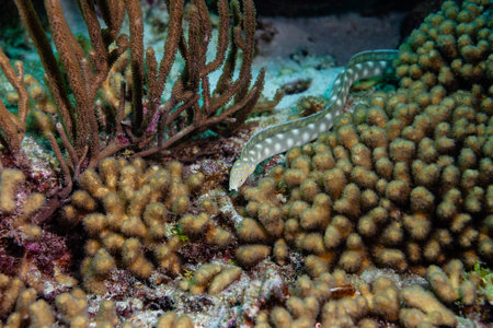 Nice specimen of white-spotted snake eel crosses the path