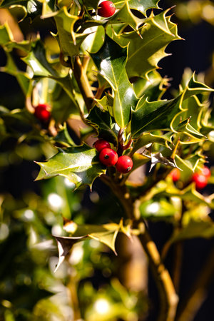 The evening sun brings out the red holly berries beautifully