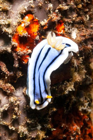 Anna's splendor star snail, a tiny 2 centimeters long in the reef