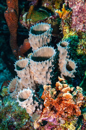 Even without fish it is beautiful in the reef as these sponges and corals showの写真素材