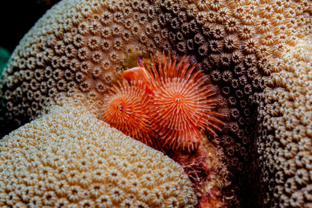 Wide open, the Christmas tree worm filters food out of the water