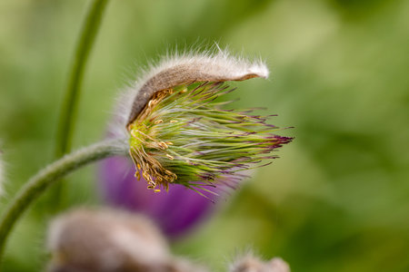 Development of the infructescence of a pasque flower