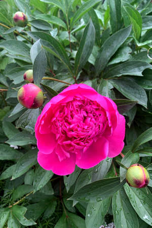 The first warm spring rain makes the peony bloomの写真素材