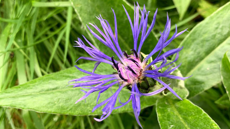 Cornflowers have very fine, filigree flowers