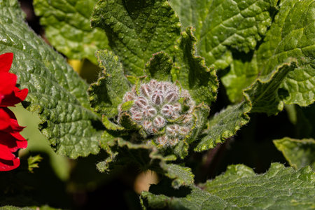 Borage begins to bud early in the year.