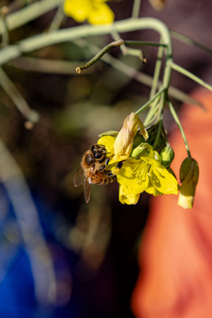 the last rays of the sun lure the bees to the rocket blossoms